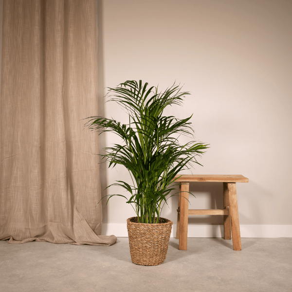 Arecapalm - Areca palm - Ø17cm - ↕70cm