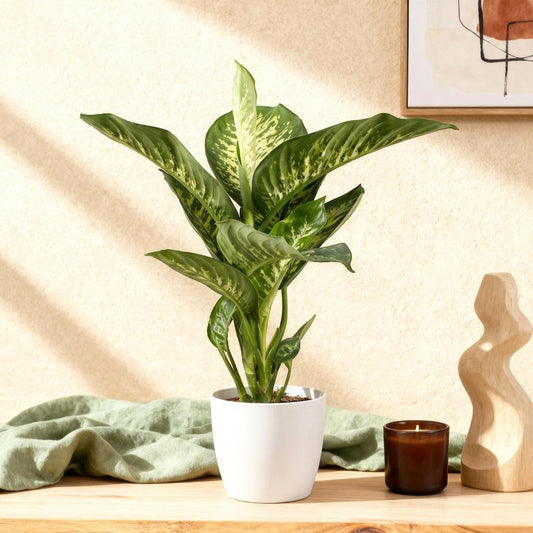 Dieffenbachia - Dieffenbachia Tropic Snow - Ø21cm - ↕90-100cm