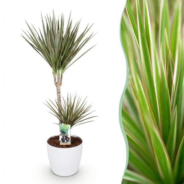 Drakenbloedboom - Dracaena marginata Bicolor - Ø21cm - ↕90-100cm