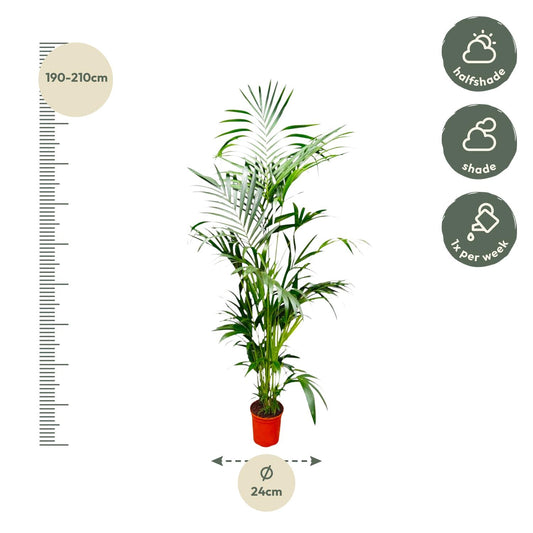 Kentiapalm - Kentia Palm - Ø24cm - ↕200cm