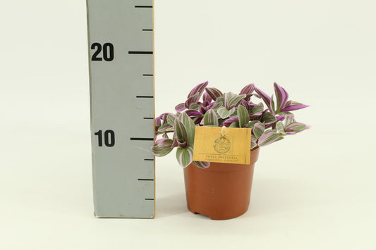 Tradescantia Sweetness - Ø10cm