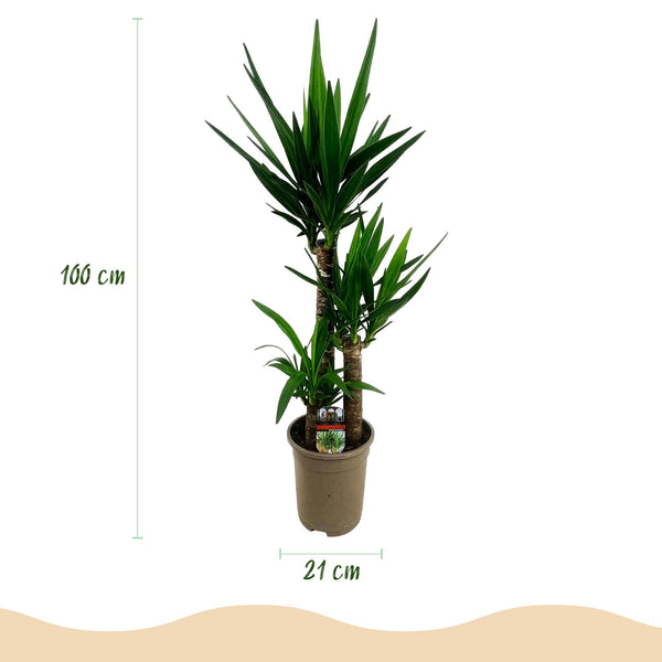 Palmlelie - Yucca elephantipes - Ø21cm - ↕100cm
