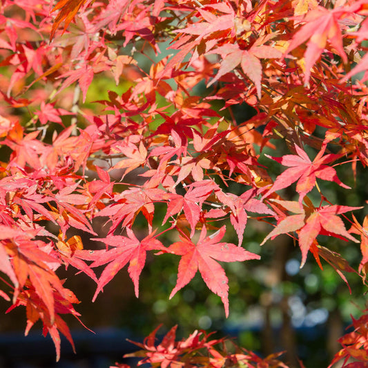 Japanse Esdoorn - Acer palmatum Shaina - Rood - Ø19cm - ↕70cm