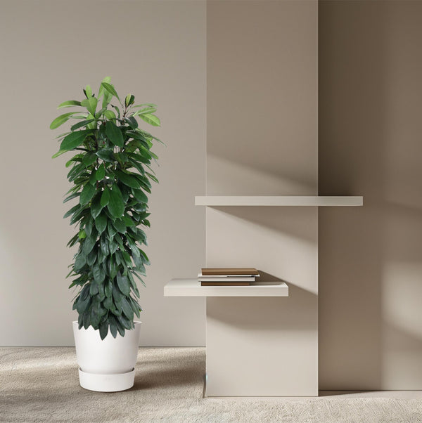 Vijgenboom - Ficus cyathistipula zuil - Ø29cm - ↕150cm