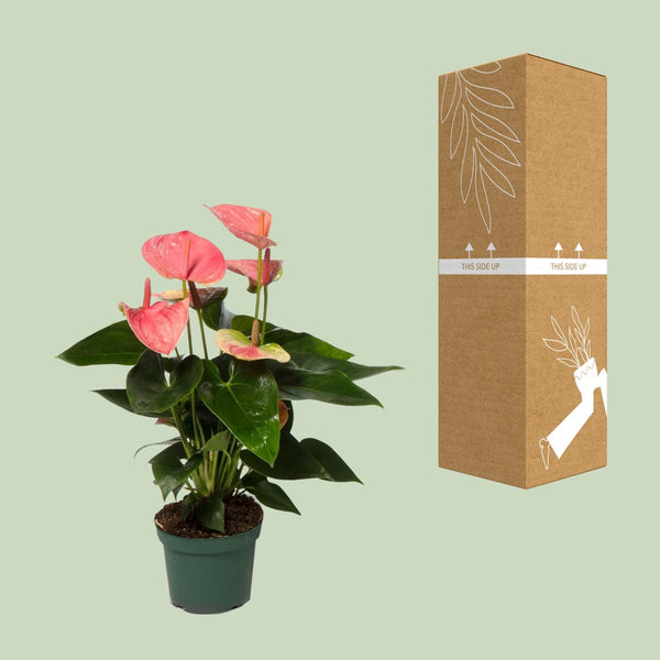 Flamingoplant - Anthurium Sweet Dream - Ø12cm - ↕35cm