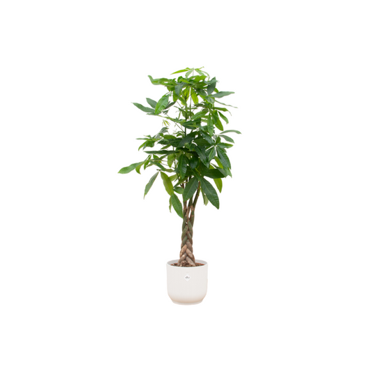 Geldboom - Pachira aquatica - incl. Elho Vibes Fold Round wit - Ø30cm