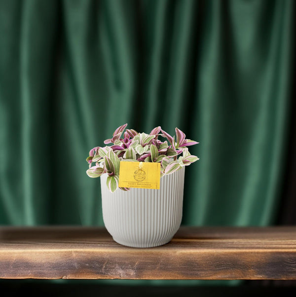 Tradescantia Sweetness - Ø10cm