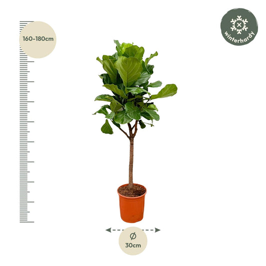Vioolbladplant - Ficus lyrata - Ø30cm - ↕180cm