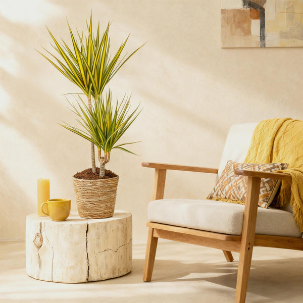 Drakenbloedboom - Dracaena Sunray - Ø21cm - ↕90-100cm