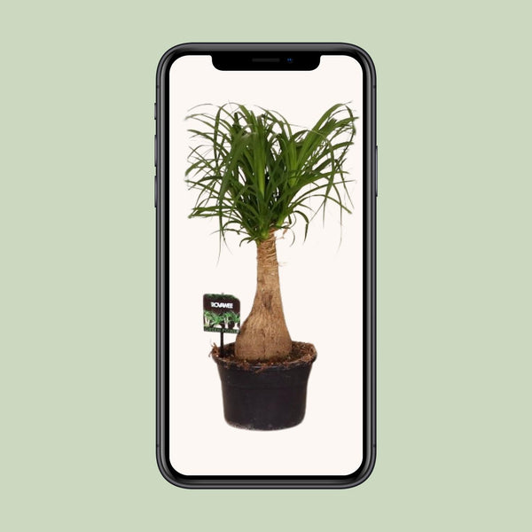 Beaucarnea Nolina - Ø19cm↕60cm