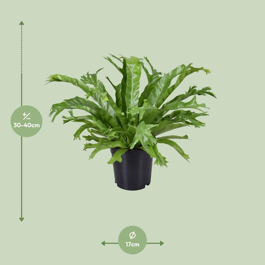 Tongvaren - Asplenium nidus Crissie - Ø17cm - ↕40cm
