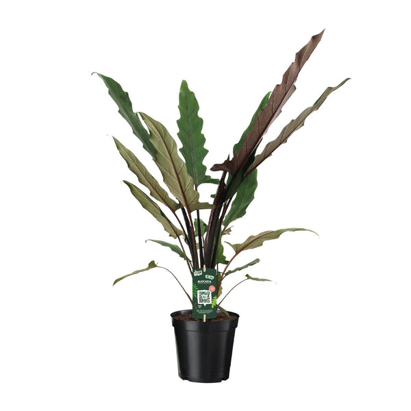 Olifantsoor - Alocasia Lauterbachiana - Ø19cm - ↕80cm