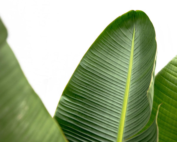 Witte paradijsvogelplant - Strelitzia augusta - Ø38cm - ↕250cm