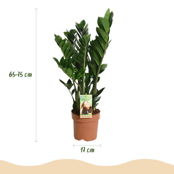 ZZ-plant - Zamioculcas - Ø17cm - ↕65-75cm