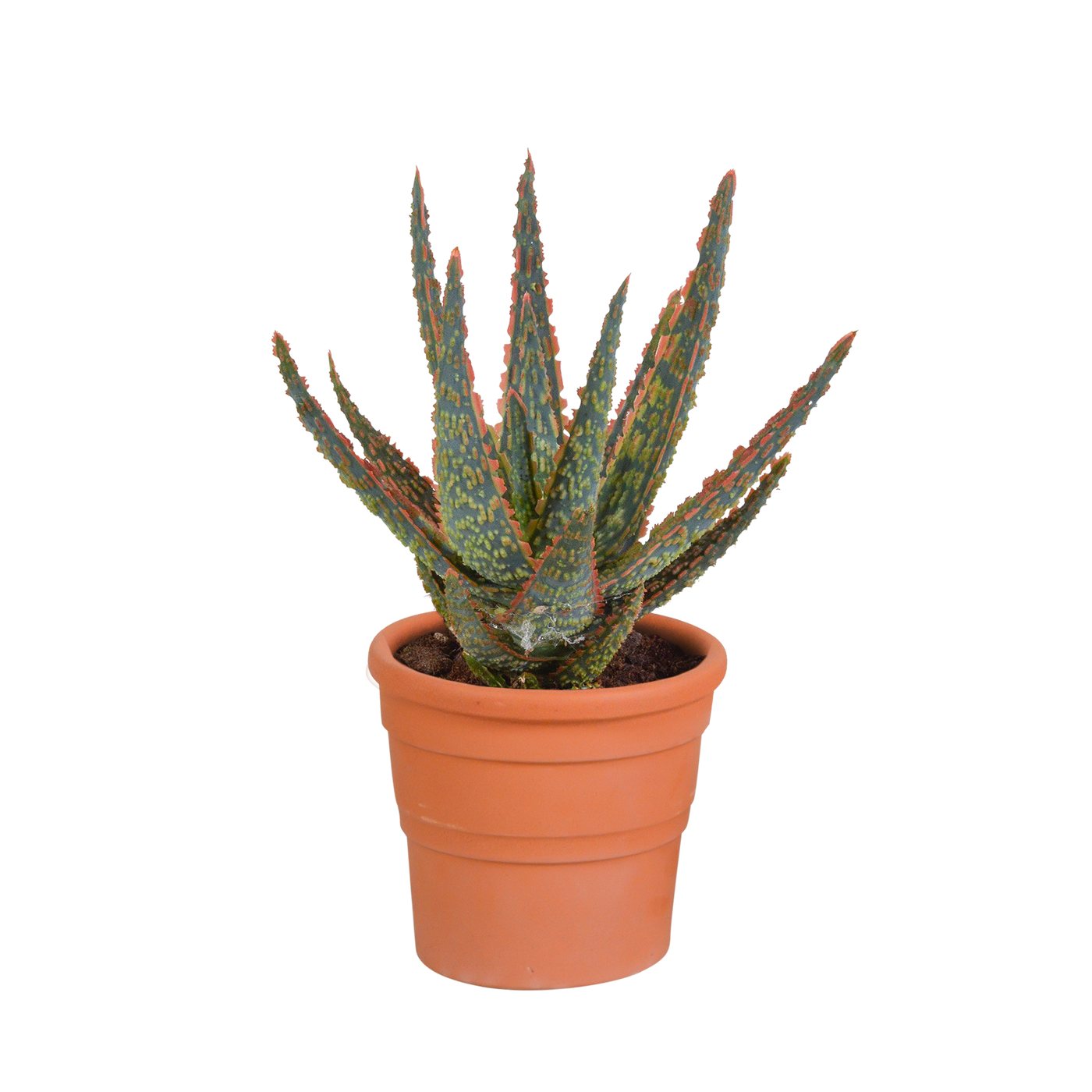 Aloë - Aloe zebrina 'Dannyz' - incl. sierpot terracotta - Ø10,5cm
