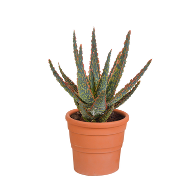 Aloë - Aloe zebrina 'Dannyz' - incl. sierpot terracotta - Ø10,5cm