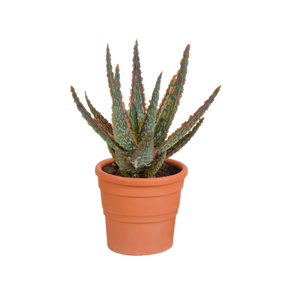 Aloë - Aloe zebrina 'Dannyz' - incl. sierpot terracotta - Ø10,5cm