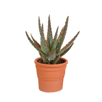 Aloë - Aloe zebrina 'Dannyz' - incl. sierpot terracotta - Ø10,5cm