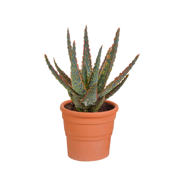Aloë - Aloe zebrina 'Dannyz' - incl. sierpot terracotta - Ø10,5cm