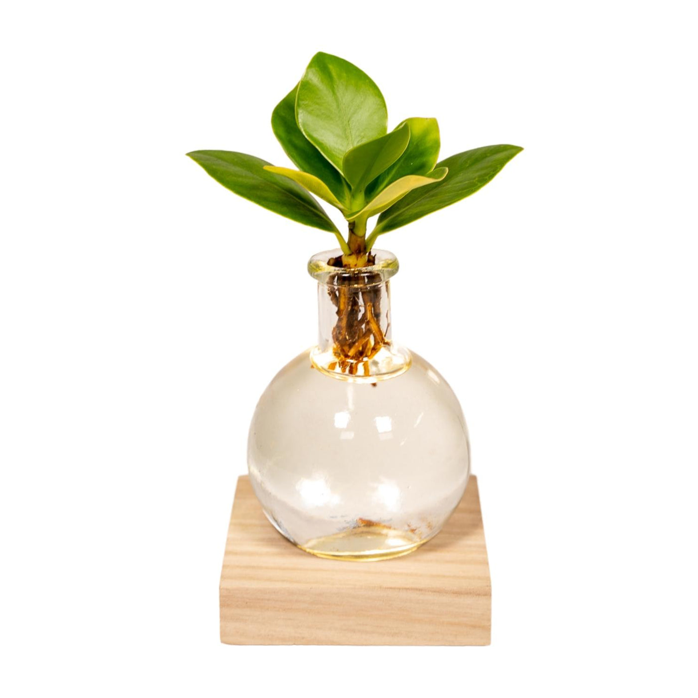 Clusia - Clusia rosea - incl. glazen pot Samoa met ledverlichting - Ø4cm - ↕10cm