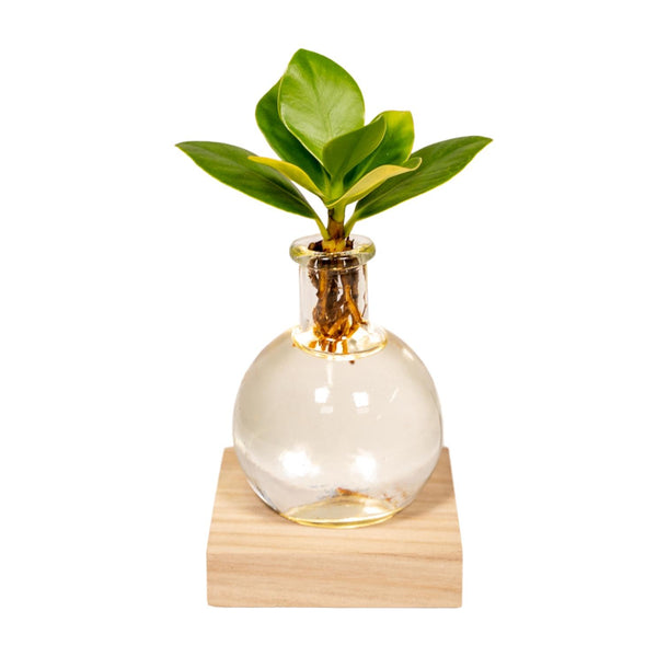 Clusia - Clusia rosea - incl. glazen pot Samoa met ledverlichting - Ø4cm - ↕10cm