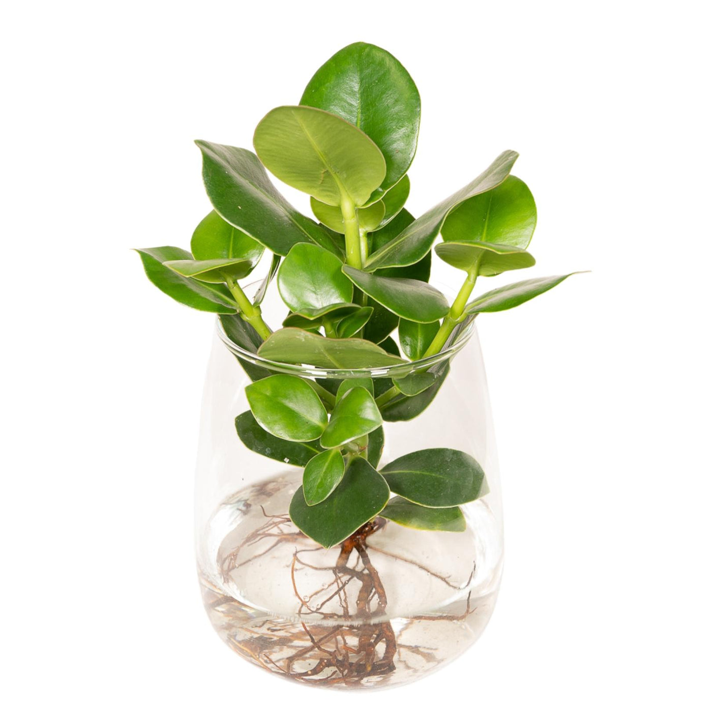 Clusia - Clusia rosea - incl. glazen pot Kingston - Ø12cm - ↕30cm