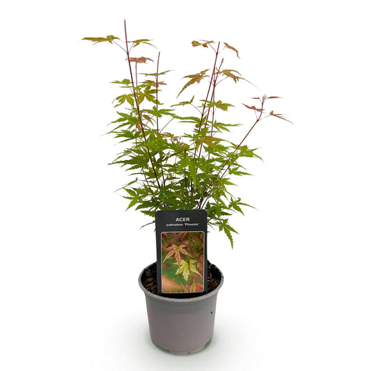 Japanse Esdoorn - Acer palmatum Phoenix - Roze - Ø12cm - ↕35cm
