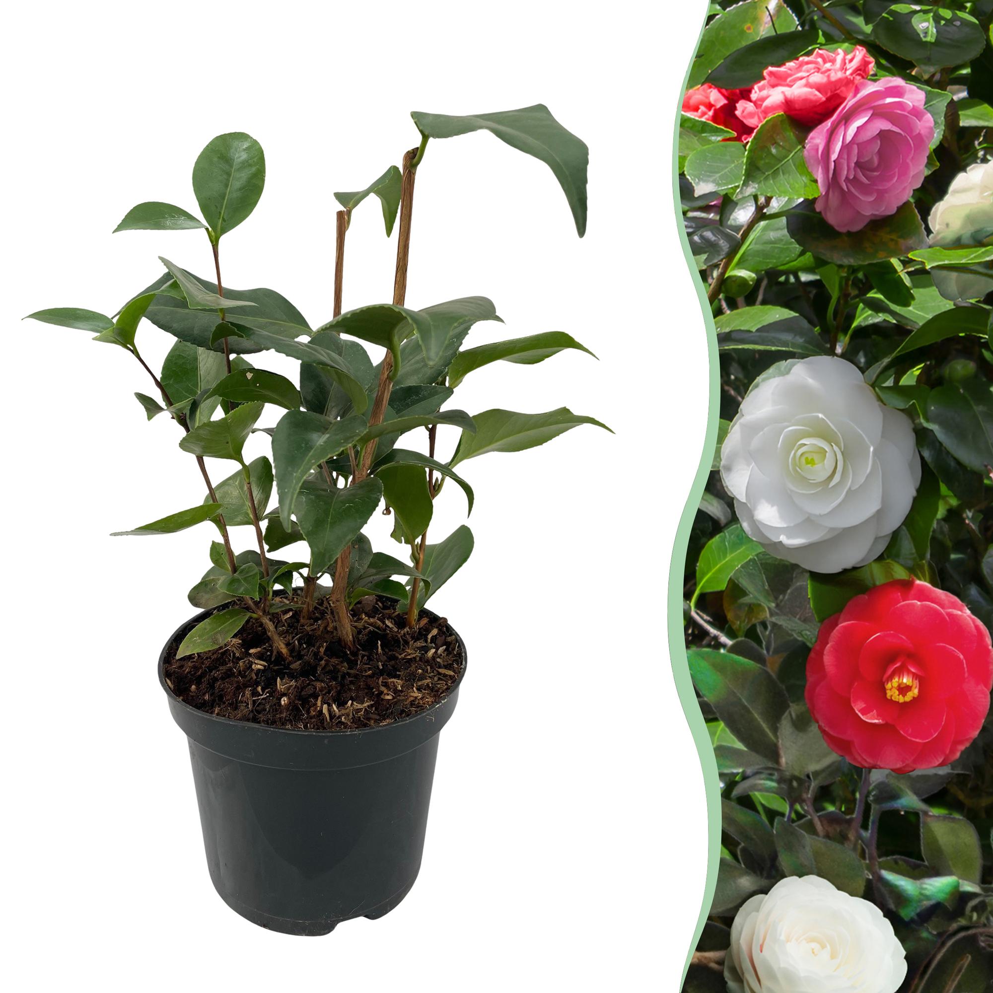 Camelia - Camellia japonica 'Tricolour' - roze