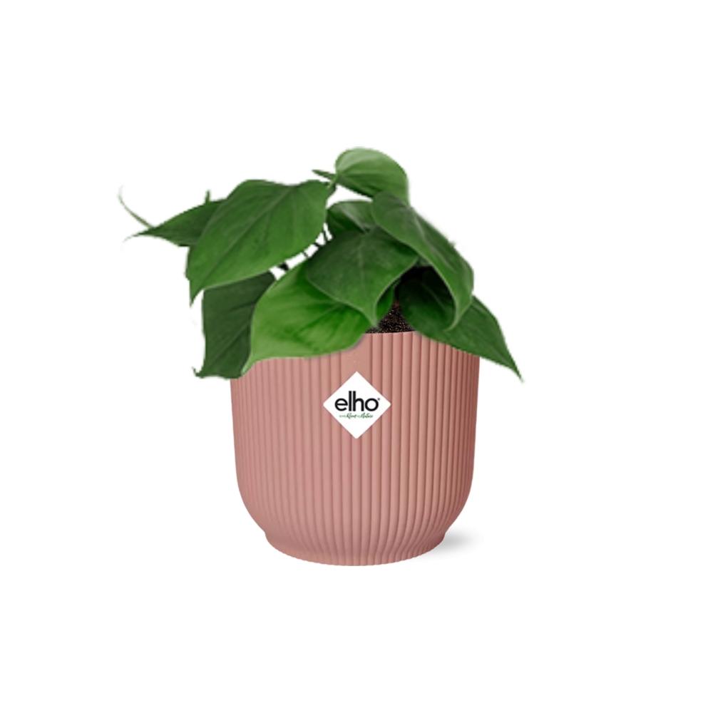 Philodendron Scandens - incl. Elho Vibes Fold - roze - ↕14cm