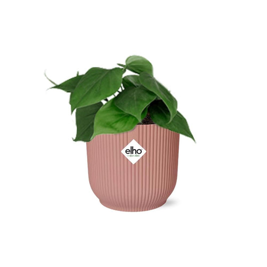 Philodendron Scandens - incl. Elho Vibes Fold Roze - ↕14cm