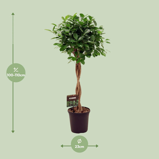 Vijgenboom - Ficus Micr. Moclame - Ø23cm - ↕110cm