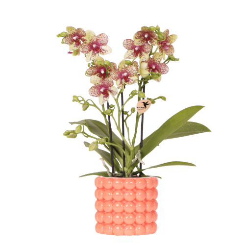 Kolibri Orchids - oranje orchidee Grosetto - incl. Poppy sierpot oranje - Ø9cm
