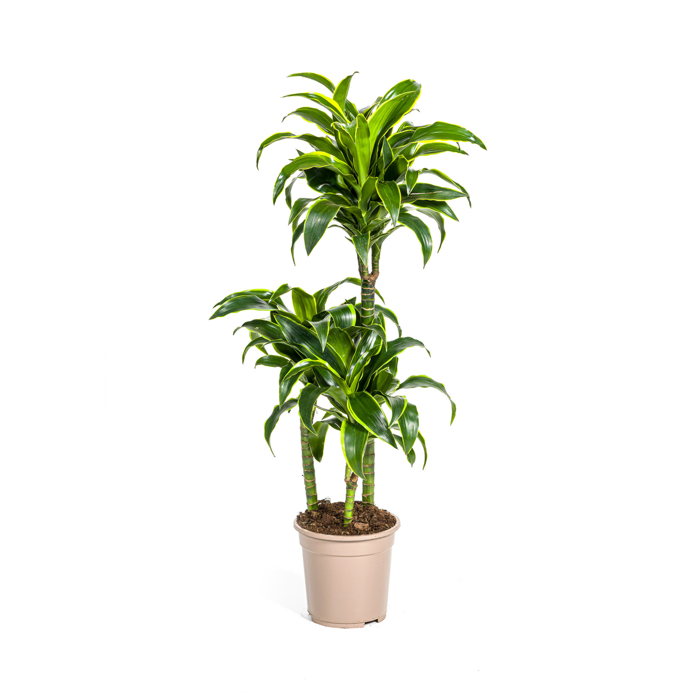Drakenbloedboom - Dracaena deremensis 'Dorado' - Ø21cm - ↕110cm