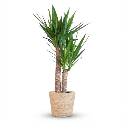 Palmlelie - Yucca elephantipes - incl. Zeegraskorf - naturel - Ø21cm - ↕90cm