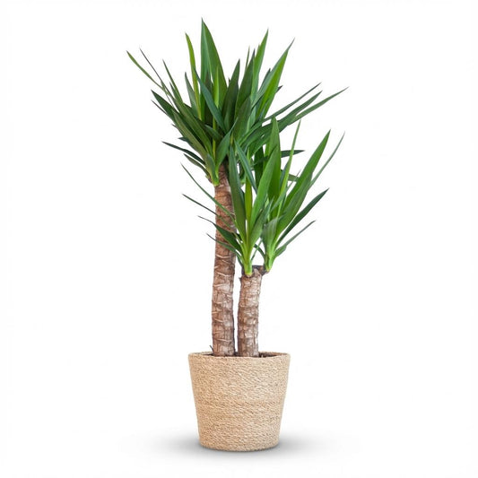 Palmlelie - Yucca elephantipes - incl. Zeegraskorf - Naturel - Ø21cm - ↕90cm