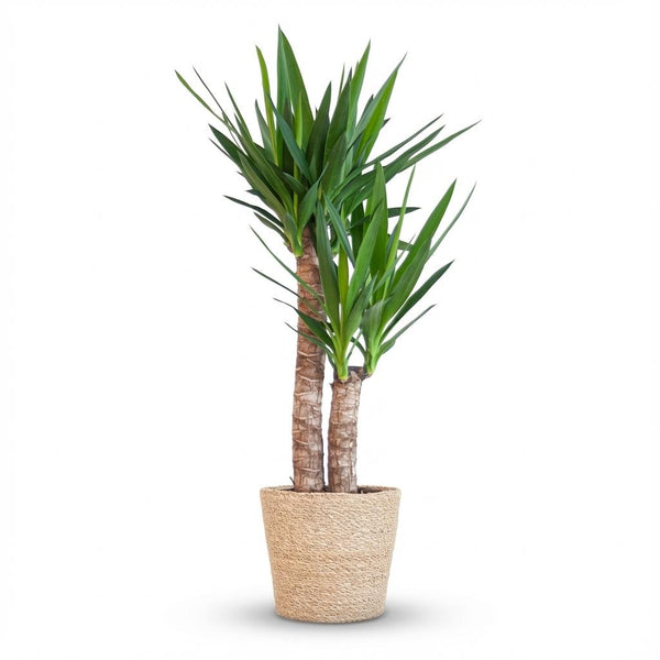 Palmlelie - Yucca elephantipes - incl. Zeegraskorf - Naturel - Ø21cm - ↕90cm