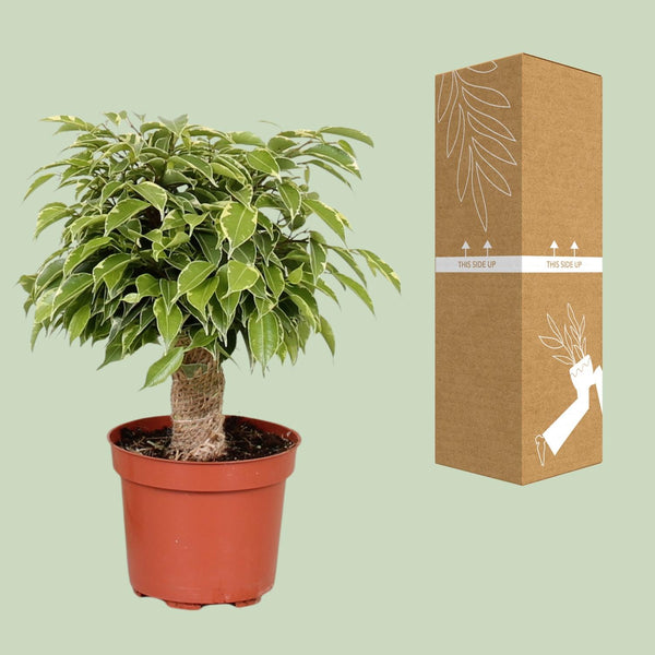 Treurvijg - Ficus benjamina Kinky - Ø12cm - ↕28cm