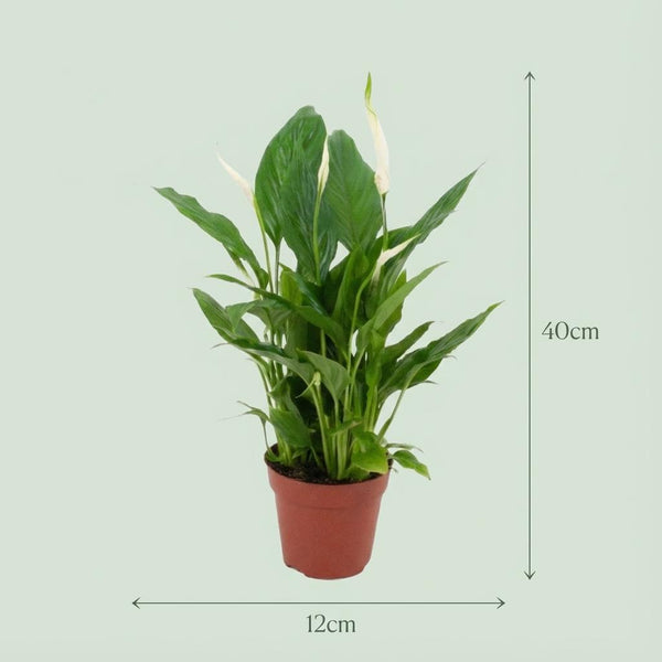 Lepelbloem - Spathiphyllum - Ø12cm - ↕35-40cm