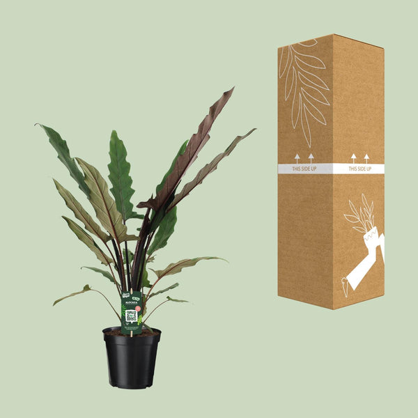 Olifantsoor - Alocasia Lauterbachiana - Ø19cm - ↕80cm