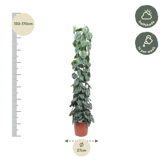 Satijnpothos - Scindapsus pictus 'Trebie' gaasrek - Ø27cm - ↕160cm