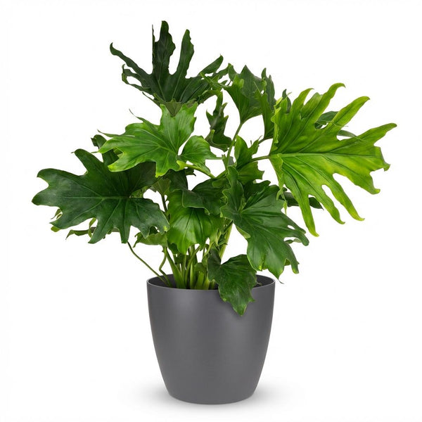 Philodendron Lickety split - Ø19cm - ↕70cm