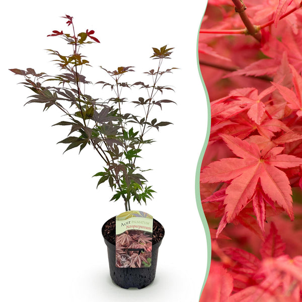 Japanse Esdoorn - Acer palmatum Atropurpureum - Paars - Ø19cm - ↕70cm