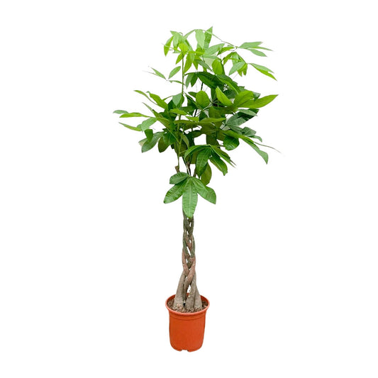 Geldboom - Pachira aquatica - Ø21cm - ↕110cm