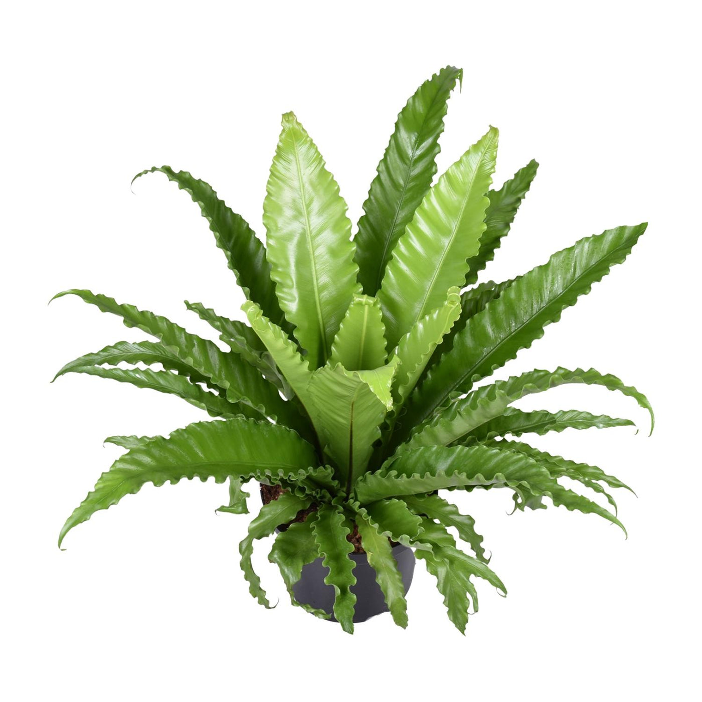 Tongvaren - Asplenium Osaka - Ø23cm - ↕60cm