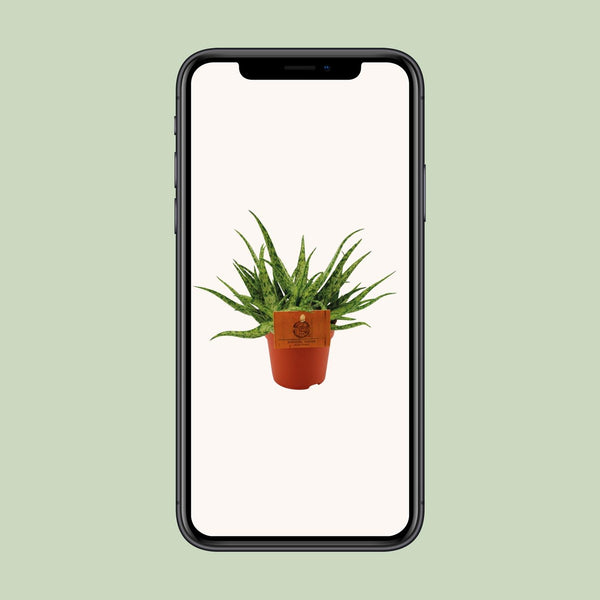 Aloe Spider - Ø10cm