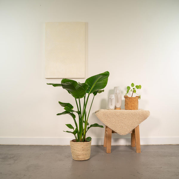 Witte paradijsvogelplant - Strelitzia nicolai - incl. Mand Selin - Ø19cm - ↕90cm