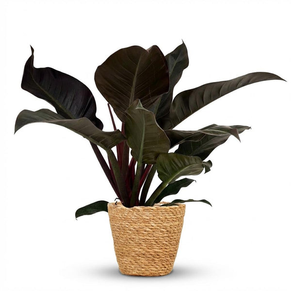 Philodendron Imperial Red - Rood - Ø19cm - ↕60cm