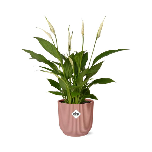 Lepelbloem - Spathiphyllum Torelli - incl. Elho Vibes Fold Roze - ↕14cm