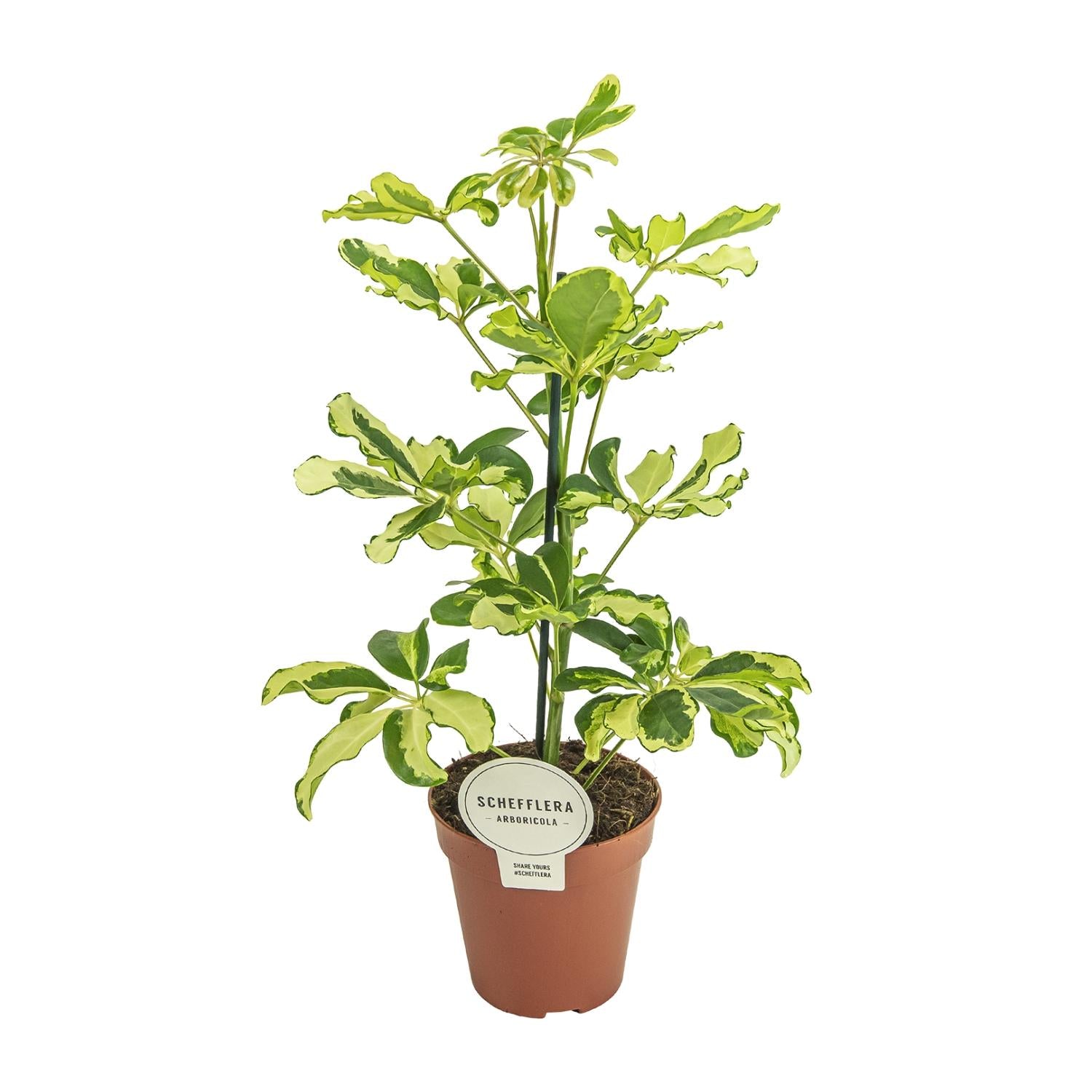 Vingerboom - Schefflera Charlotte - Ø13cm - ↕45cm