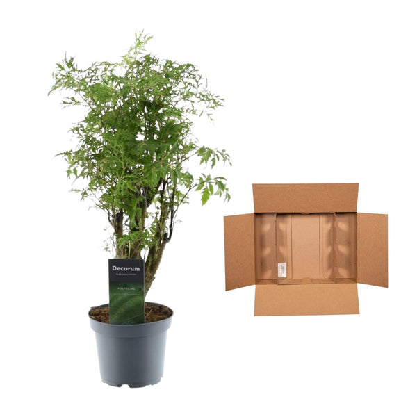 Polyscias Hawaiiana Ming - Ø12cm - ↕45cm